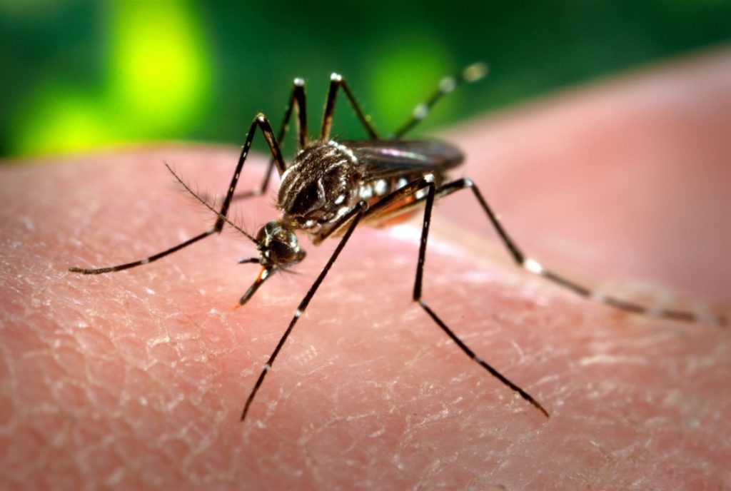 Aumento nos focos do mosquito Aedes aegypti em SC