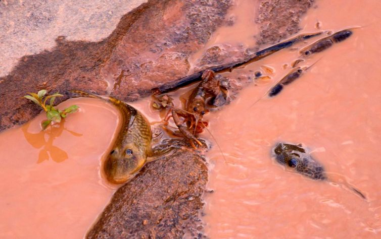 Governador Valadares (MG) - Passagem da lama pelo Rio Doce, por causa do rompimento de duas barragens em Mariana, Minas Gerais, causa desastre ambiental (Leonardo Merçon/Instituto Últimos Refúgios/Divulgação)